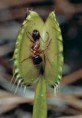 /album/plantas-carnivoras/images-3-jpg/
